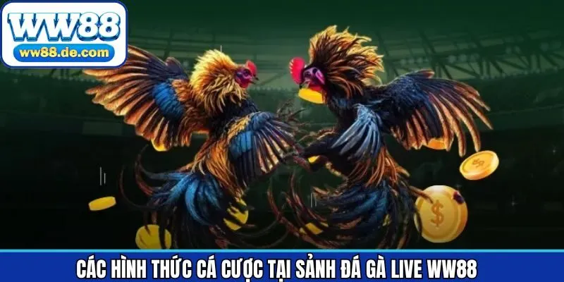 Top những loại hình cá cược đá gà đỉnh cao được ưa chuộng