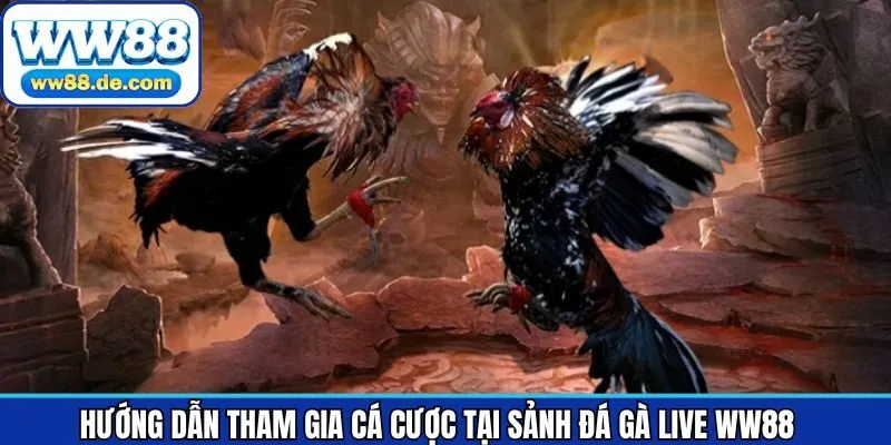 Tiến trình các bước thực hiện tham gia cá cược đá gà
