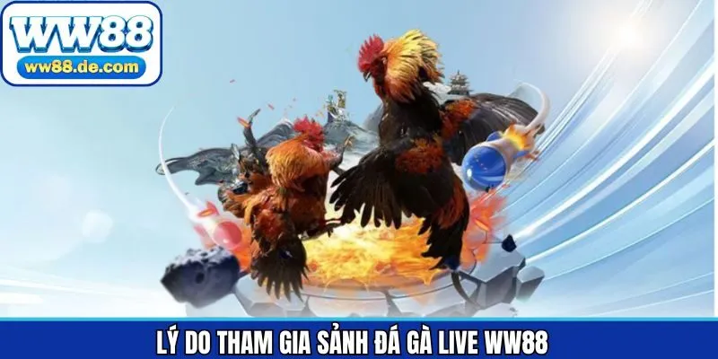 Ưu điểm hấp dẫn khi người tham gia lựa chọn đá gà live WW88 